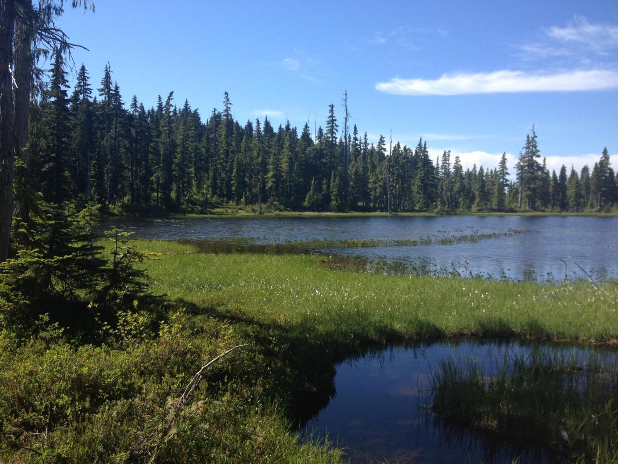 Forest By The Sea Rentals Merville Bagian luar foto